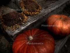 P9050088