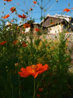 P9060128_01